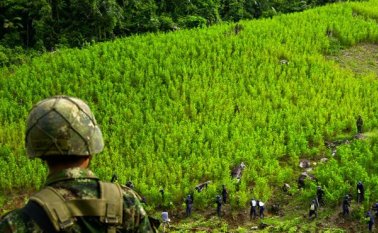 Cultivos de hoja de coca en Norte de Santander. Archivo La Opinión