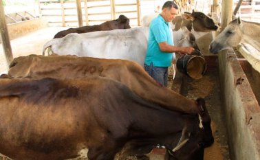Nuevos protocolos para erradicar la fiebre aftosa. Archivo / La Opinión