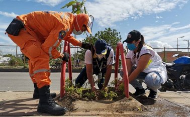 Jornada de siembra en Atalaya Alcaldía de Cúcta