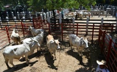 Las fuerzas del sector se centraron en la exterminación del brote y hoy ya nuevamente Colombia tiene el certificado. Colprensa.