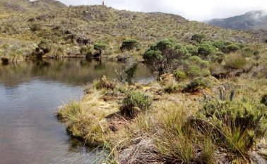 Páramo de Santurbán. Archivo