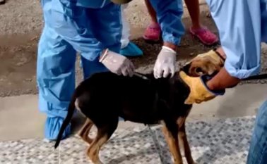 La secretaría de salud asegura que es falso que la vacuna contra la rabia provoque la muerte de los animales Cortesía