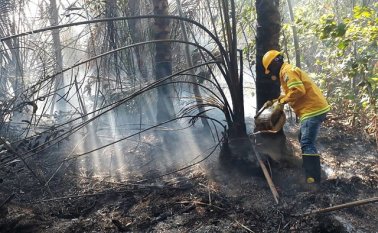 Bosque de Unguía, Chocó. Colprensa