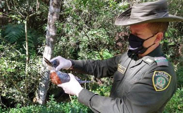 En Pamplona  se adelantan acciones preventivas y educativas para las personas no trafiquen con los animales en vía de extinción. Cortesía