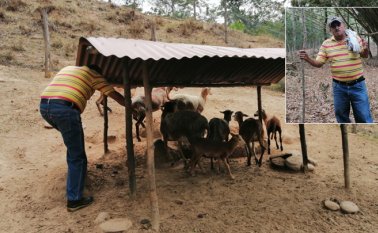 Con el aporte de la URT, Fernando Orozco cría 15 camuros. Además, tienen un proyecto productivo de novillos de raza Cebú. Cortesía