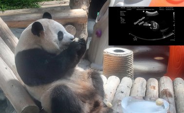 Ultrasonido del panda gigante. AFP