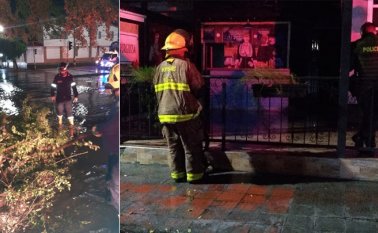 Dos árboles caídos dejaron las lluvias. Cortesía