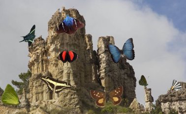 El 10 por ciento de la diversidad de mariposas del país, está en Norte de Santander y gran parte de ella en el Área Natural Única Los Estoraques”, afirma Luis Hernando Meneses, Jefe del Área Natural Única
Los Estoraques (Anule). La Opinión