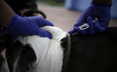 Jornada de vacunación de animales. Colprensa