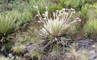 Páramo de Santurbán. Archivo / La Opinión