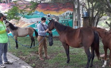El objetivo principal de estas acciones es evitar accidentes de tránsito. Cortesía