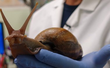 Si el caracol es identificado, su manipulación debe hacerse con guantes de carnaza, caucho o látex, para evitar el contacto directo con el animal. Archivo / La Opinión