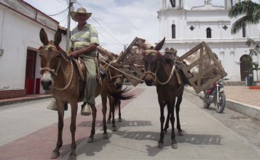 En pleno siglo XXI cuando los avances de la tecnología están en furor, campesinos de la provincia de Ocaña ubicados en lejanas veredas reviven la arriería para transportar los productos agrícolas Cortesía