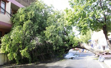 En la avenida 10 con calle 13, del barrio El Páramo, se reporta la caida de un arból muy cerca a las viviendas del sector. Alfredo Estévez / La Opinión
