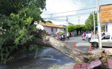 Siete árboles se cayeron en Cúcuta luego de los fuertes vientos y lluvias que se presentaron durante la madrugada del martes. 80% de municipios de Norte de Santander están afectados. Alfredo Estévez