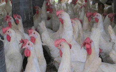 La gripe aviaria ha sido detectada en varias granjas holandesas desde octubre.  Colprensa