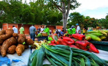 Las cosechas fueron compradas a precios justos. Se adquirieron 15 toneladas de verduras. Cortesía/ La Opinión
