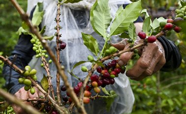 Nestlé ha distribuido 4,9 millones de plantas de café en Colombia para seguir mejorando la calidad de la cadena de suministro. Archivo La Opinión