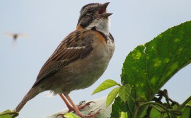Las aves endémicas y migratorias se afectan con el ruido que produce la pólvora en esta época decembrina. Roberto Ospino