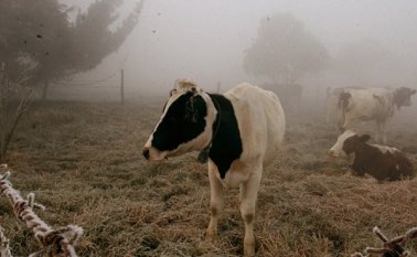 El Ministerio de Agricultura y el Ideam hicieron recomendaciones para que los productores agrícolas y
pecuarios enfrenten las heladas de comienzo de año. Archivo / La Opinión