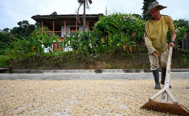Café Paga busca capacitar a los cafeteros en el uso de herramientas financieras Archivo La Opinión