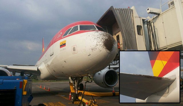 En la imagen se ven algunas abejas en la nariz y la cola del avión. (Foto cortesía Yury Ruiz)