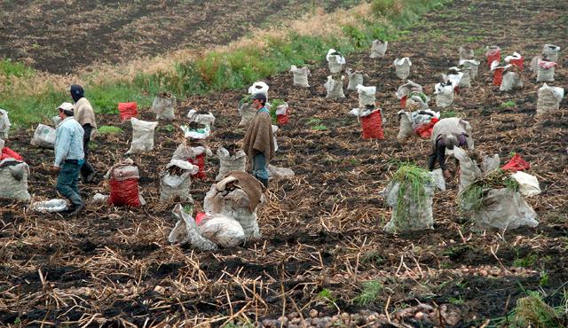 El desafío del gobierno y las agremiaciones es mejorar las condiciones del sector agrícola del país, para transformarlo en una agroindustria capaz de satisfacer la demanda nacional. Colprensa