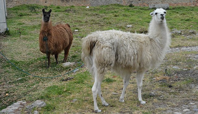 Estas dos llamas han sido maltratadas por las personas que asisten al parque San Fermín a consumir sustancias alucinógenas. Roberto Ospino