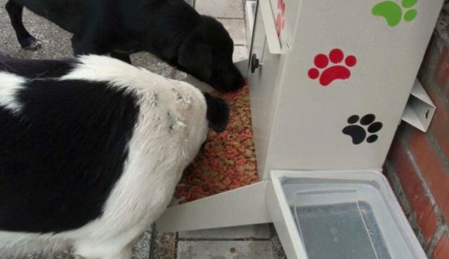 En pamplona se habilitó un comedor para los perros que deambulan por las calles. La iniciativa requiere más apoyo de los comerciantes. Cortesía