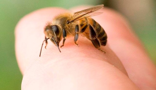 El anciano soportó más del doble de la dosis letal de veneno de abeja. Internet