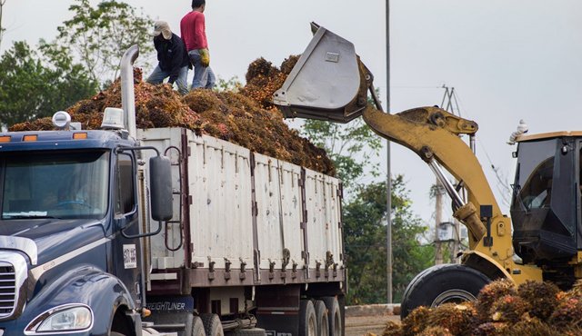 Colombia debería aprovechar el etanol de palma para no depender del petróleo. Archivo