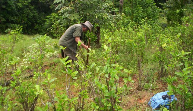En Colombia 70% de los cultivos ilícitos está en zonas donde no se pueden realizar aspersiones. Archivo