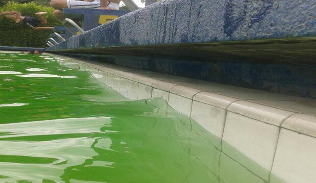 El agua perdió su agradable color azul que incitaba a bañarse y ahora es verde. Las baldosas están llenas de mugre. Daicy Echeverri