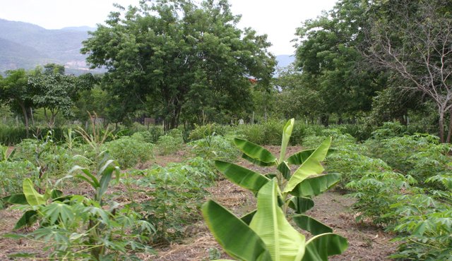 Las principales inversiones en la zona se enfocaron al mejoramiento de la productividad agrícola de diferentes cultivos que, en su mayoría, reemplazaron la coca. Archivo