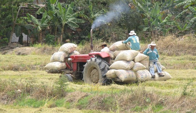 En 2014, los productores de arroz solo usaron $1.000 millones de los $10.000 millones que el Gobierno Nacional autorizó por medio del Incentivo a la Capitalización Rural (ICR). Archivo