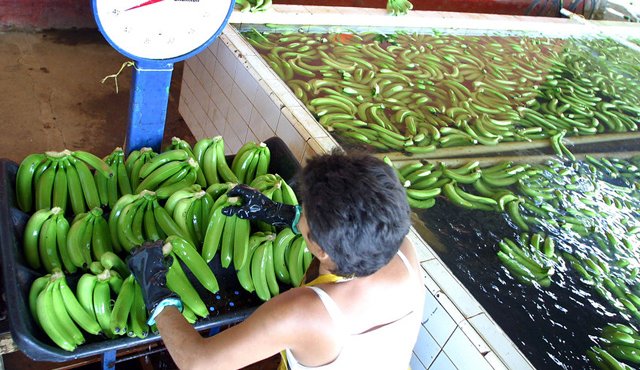 Nueve empresas extranjeras invirtieron 199 millones de dólares en el agro colombiano en 2014, según cifras oficiales. Colprensa
