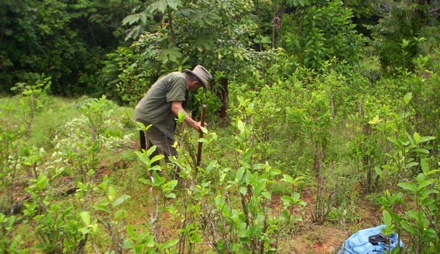 Mientras el gobierno promueve la erradicación y sustitución, los cocaleros de la región piden que se reconozcan los cultivos de coca, marihuana y amapola como parte de las culturas campesinas, étnicas y populares.