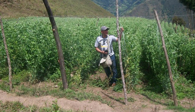 Productores de durazno de Chitagá, Cácota y Silos han tenido pérdidas por las lluvias, mientras que los de hortalizas de Ocaña están afectados por el verano y la falta de distritos de riego. Archivo