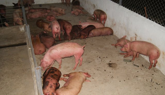 Los integrantes de este gremio dicen que una de las metas es aumentar el consumo de carne de cerdo en el país. La Opinión