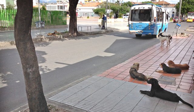 Nuevos usuarios del Parque 300 años: Esta fotografía tomada hace unos días muestra una invasión canina a las vecindades del Parque Cúcuta 300 años. Son los nuevos usuarios silenciosos del recién terminado espacio comunitario. Cortesía