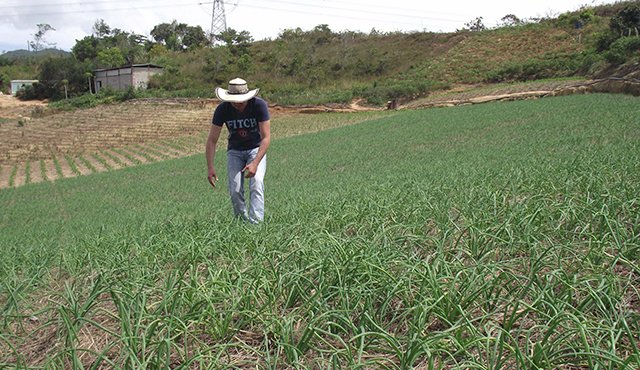 Los agricultores de la región temen hacer grandes inversiones, el alza del dólar dificultó la compra de insumos y maquinarias durante el primer semestre del año. Archivo