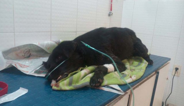 Uno de los canes quedó vivo y recibió atención veterinaria, pero horas después falleció Suministrada