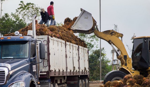 Las bodegas de oleoflores alcanzaron esta semana las 2.700 toneladas de fruto de palma represados, debido a la falta de vehículos que sacaran el producto de la región. Archivo