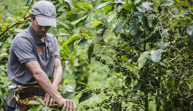En Norte de Santander hay 11.615 héctareas destinadas a la producción de cafés especiales. Archivo