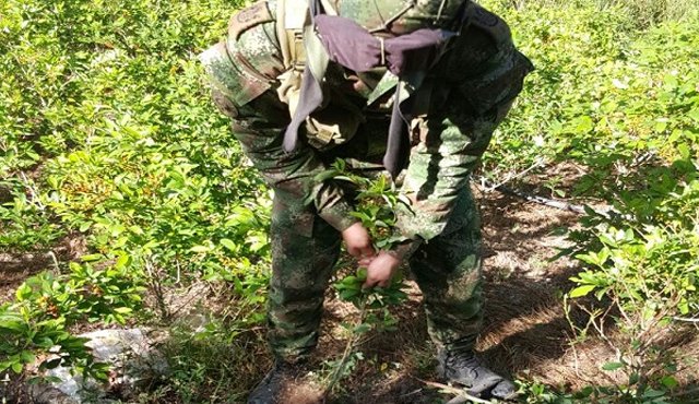 Erradicación de cultivos ilícitos. Ejército Nacional