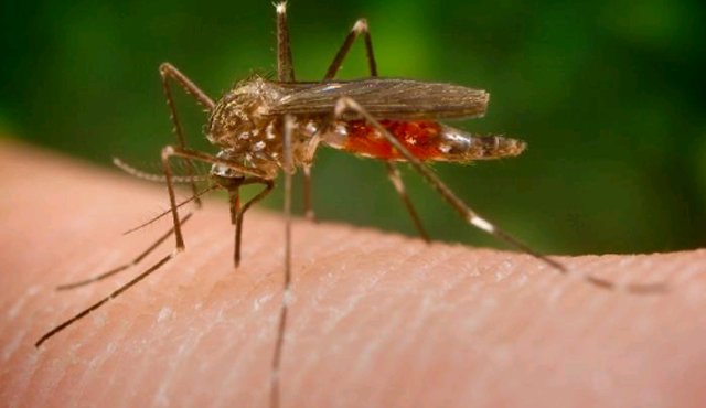 Aedes Aegypti. Internet