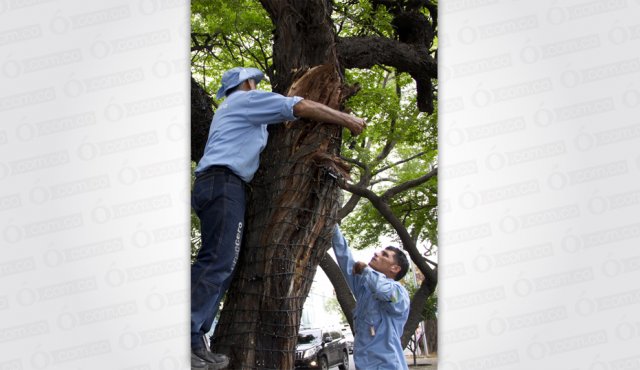 Empezaron a instalar las luces navideñas en la ciudad. Alfredo Estévez