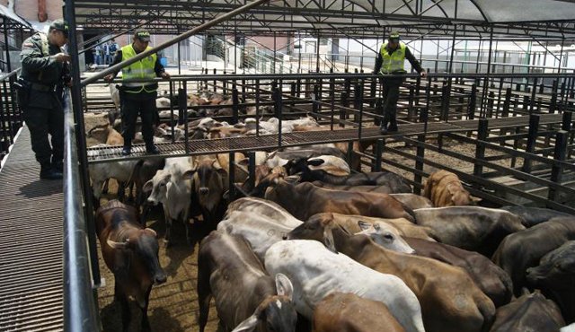 La investigación inició tras descubrirse que las guías sanitarias de movilización del ganado no coincidían con las reses que estaban en el corral de Friogán. Archivo