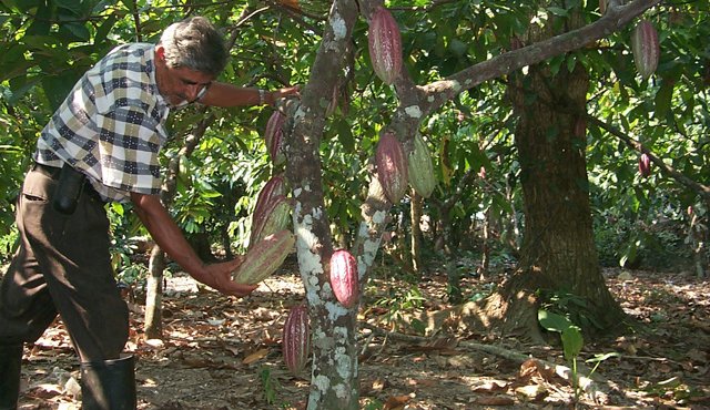 Los resultados positivos del sector cacaotero se deben al aumento de las exportaciones y a la renovación de las plantas durante el 2015. Archivo