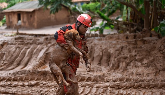 Un bombero rescata en Paracatu de Baixo, Minas Gerais, Brasil, a un perro que estaba atrapado en el lodo que arrasó el pueblo de Bento Rodrigues el jueves, matando al menos a unas ocho personas y dejando 26 desaparecidos. AFP